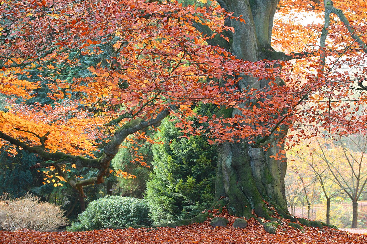 Image of Beeches, oaks, and allies