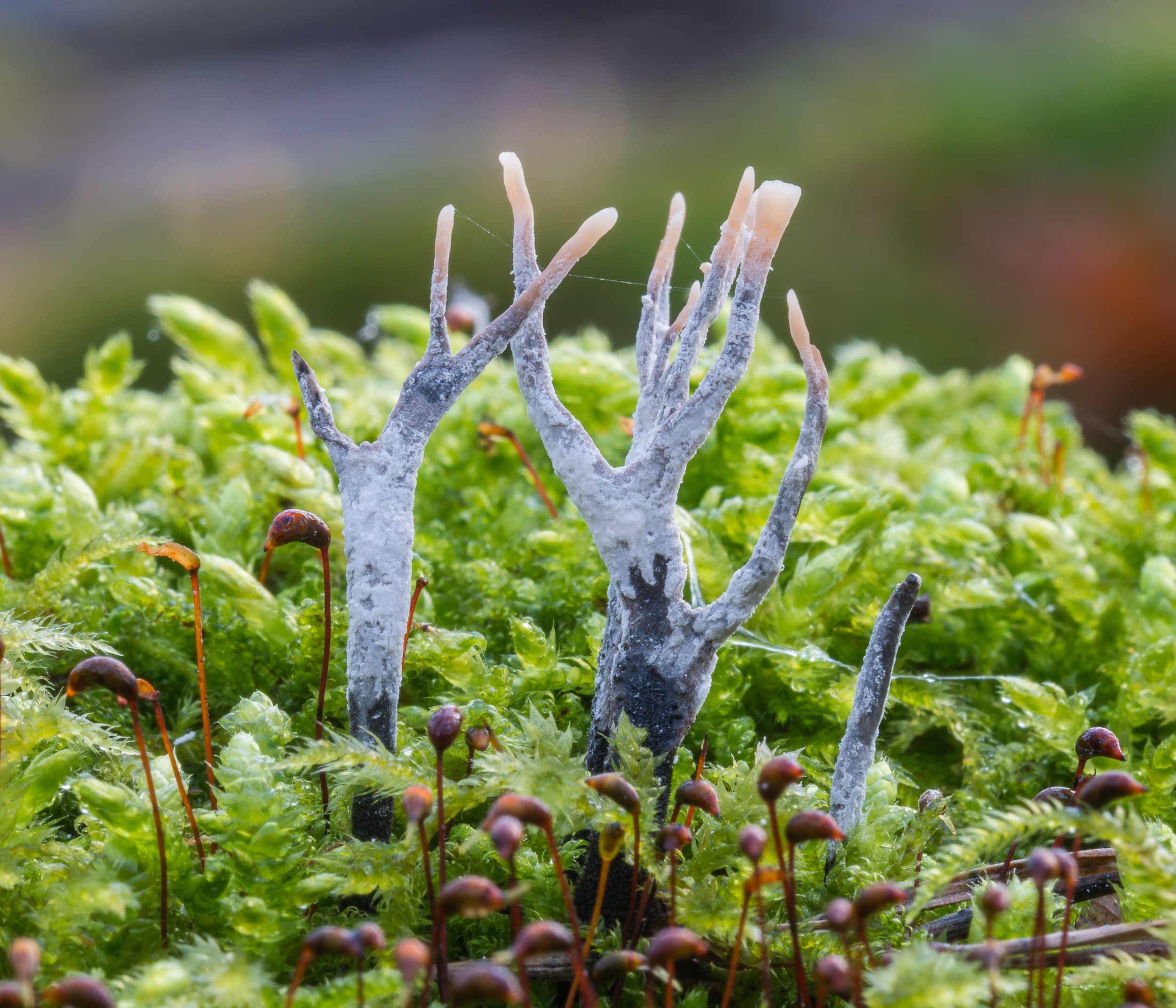 Image of Fungi