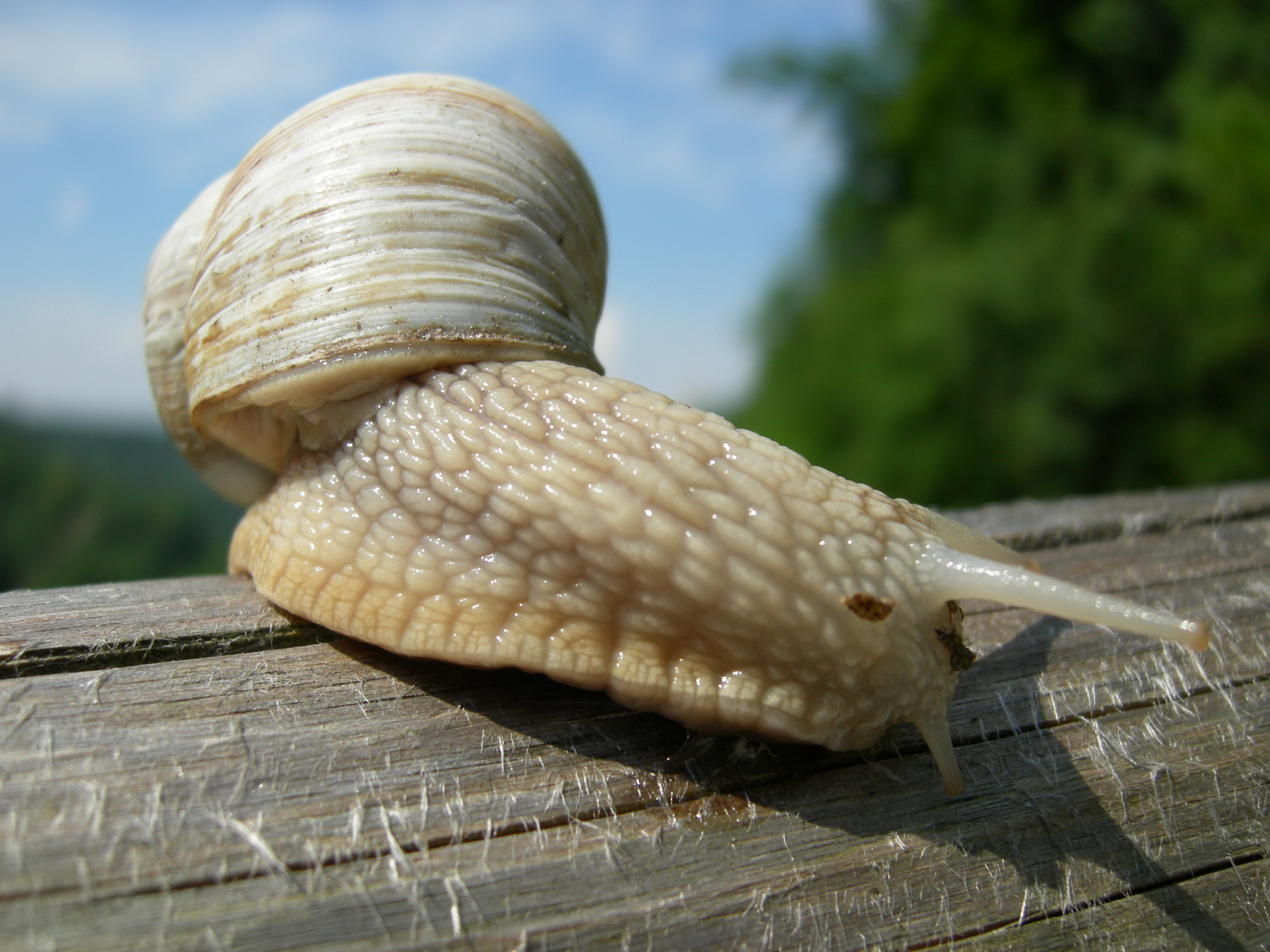 Image of Snails and slugs