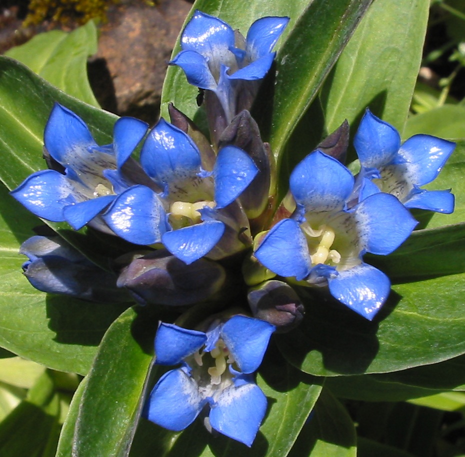 Image of Coffee, gentians, and allies