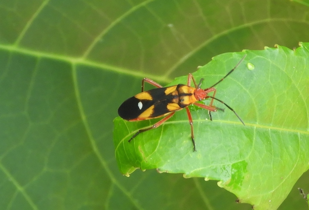 Image of True bugs