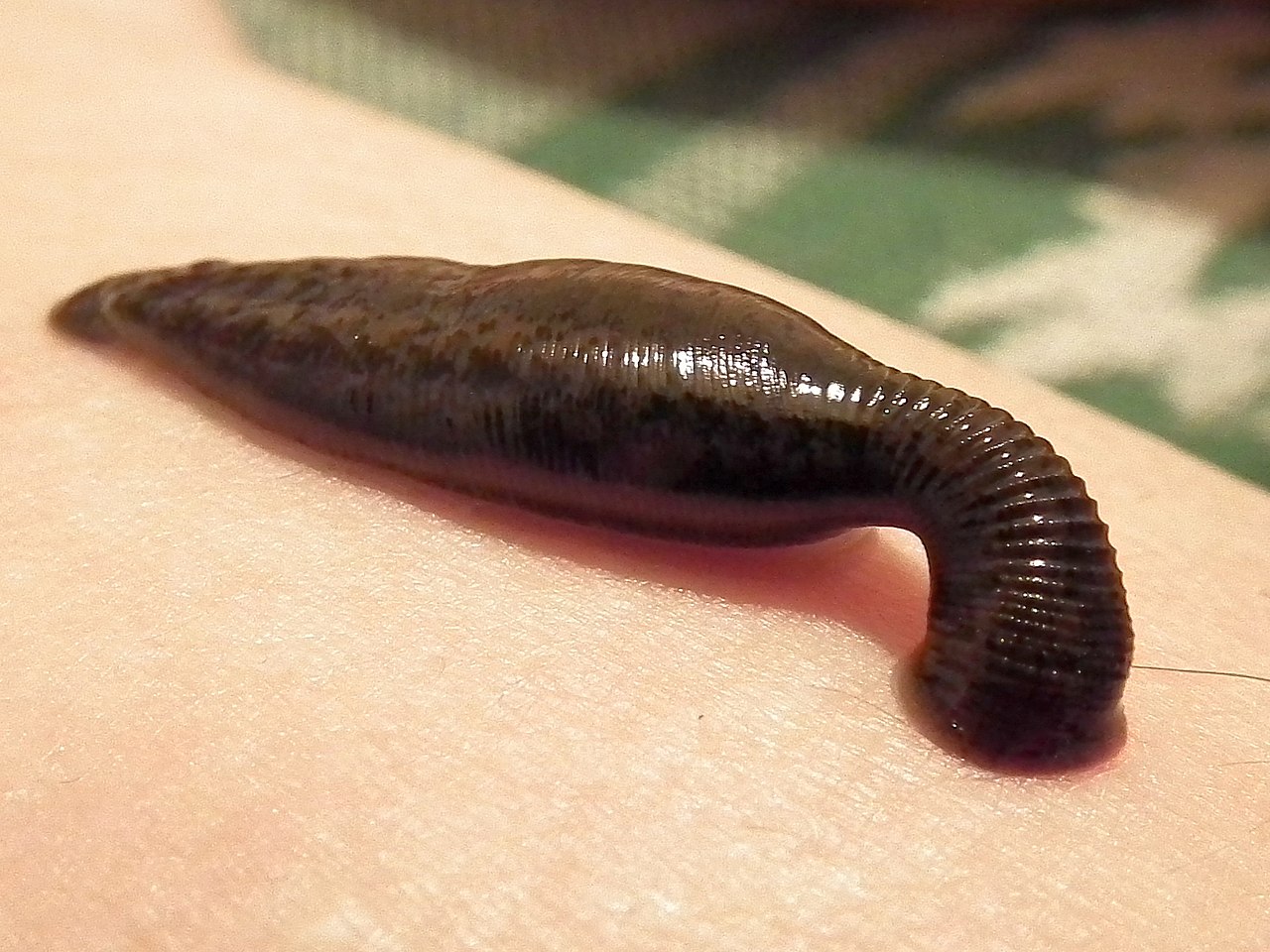 Image of Leeches