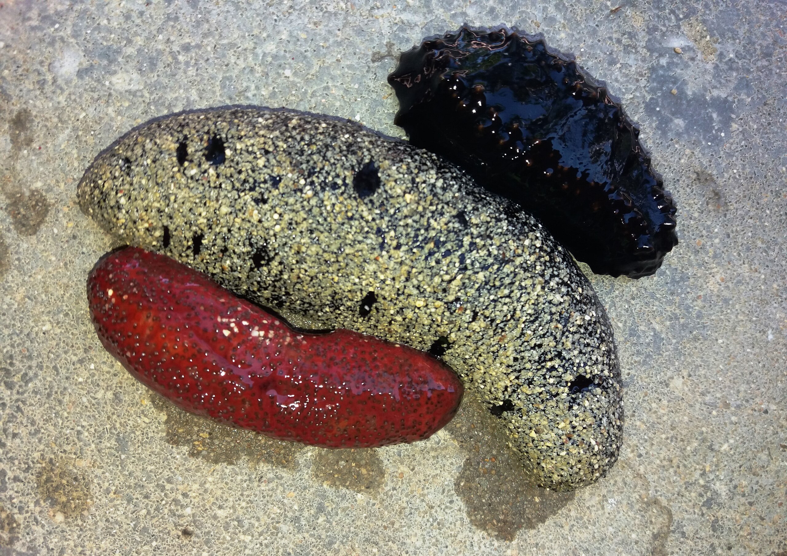 Image of Sea cucumbers