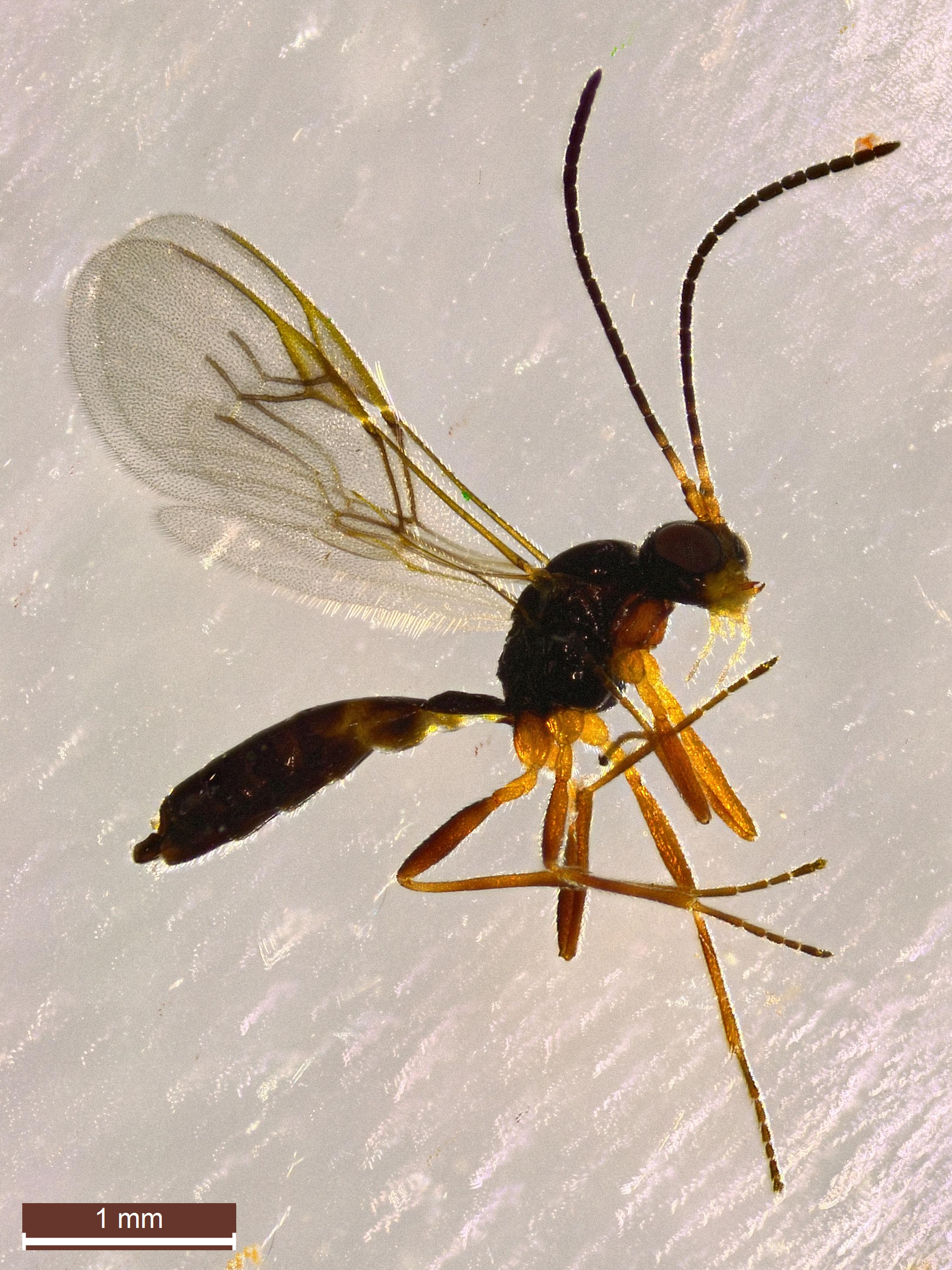 Image of Ants, bees, wasps, and sawflies