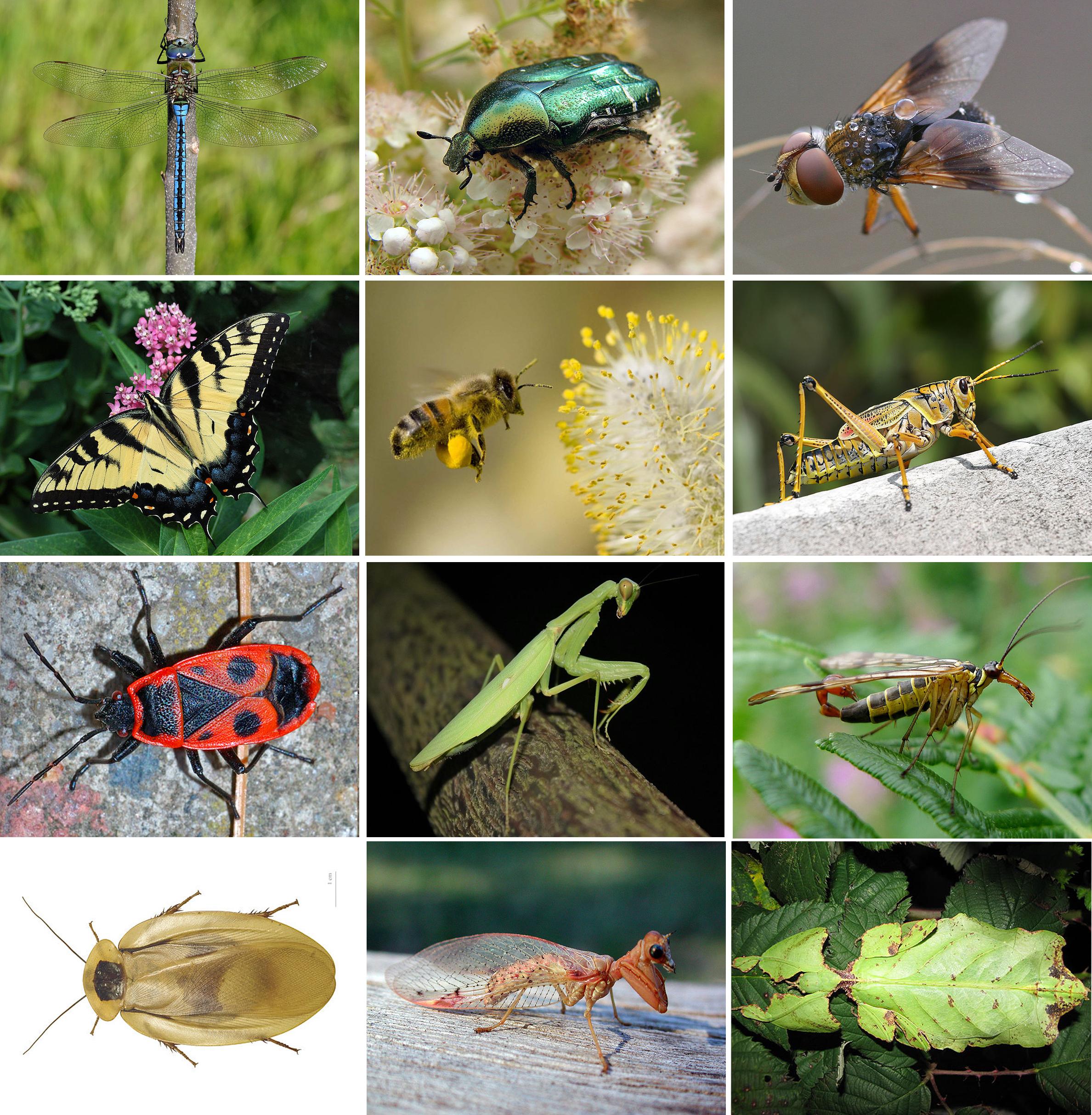 Image of Insects
