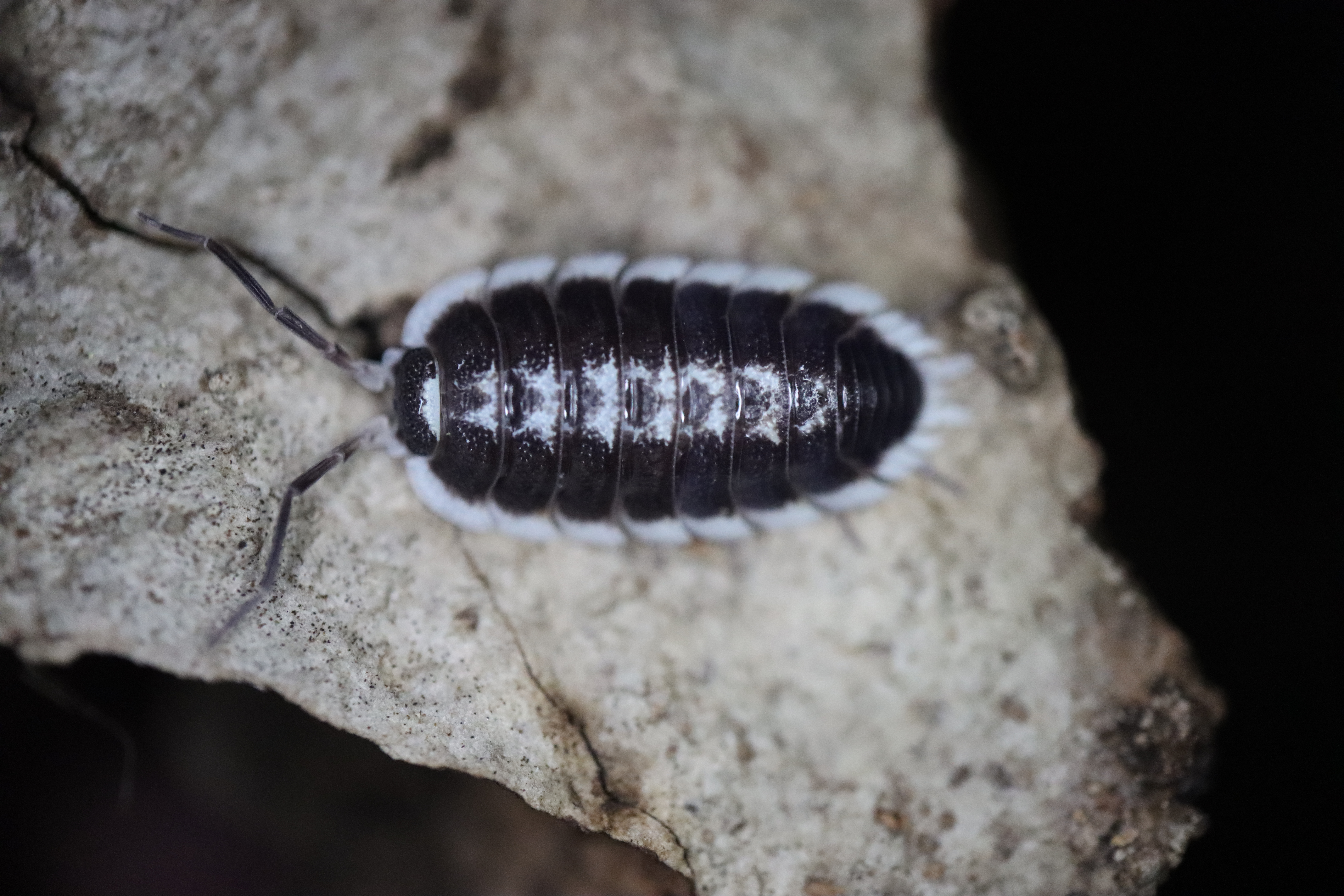 Image of Pillbugs and Woodlice