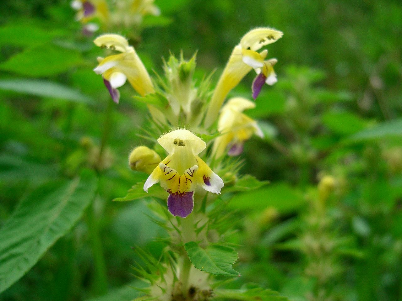 Image of Mints, lavenders, and allies