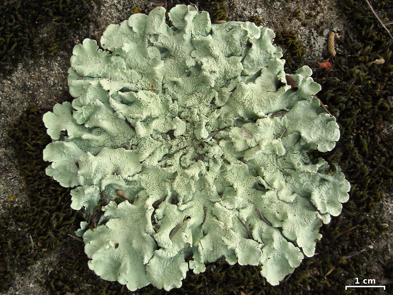 Image of Lichenized fungi
