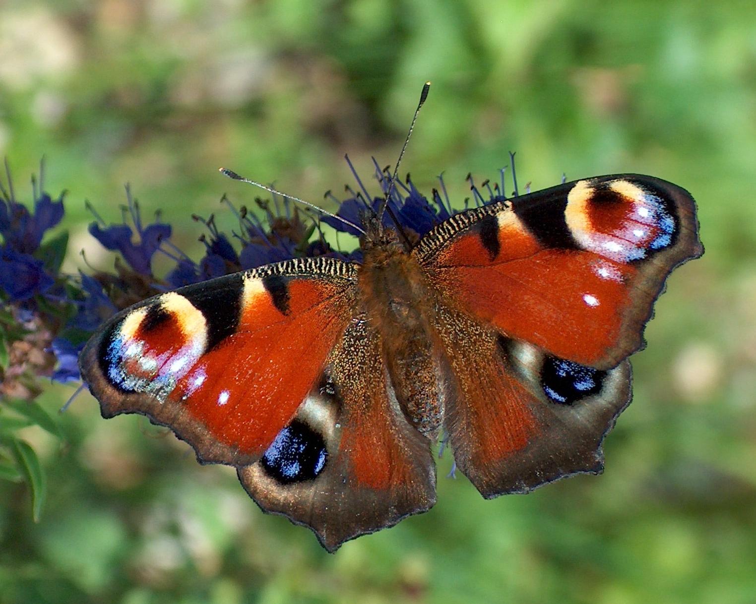 Image of Butterflies and moths