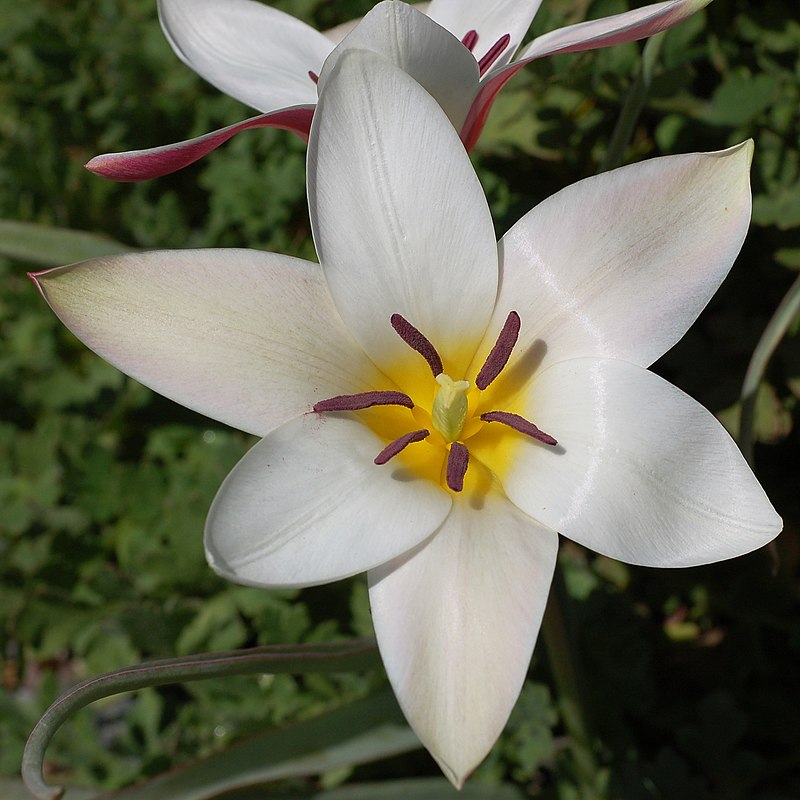 Image of Lilies and allies