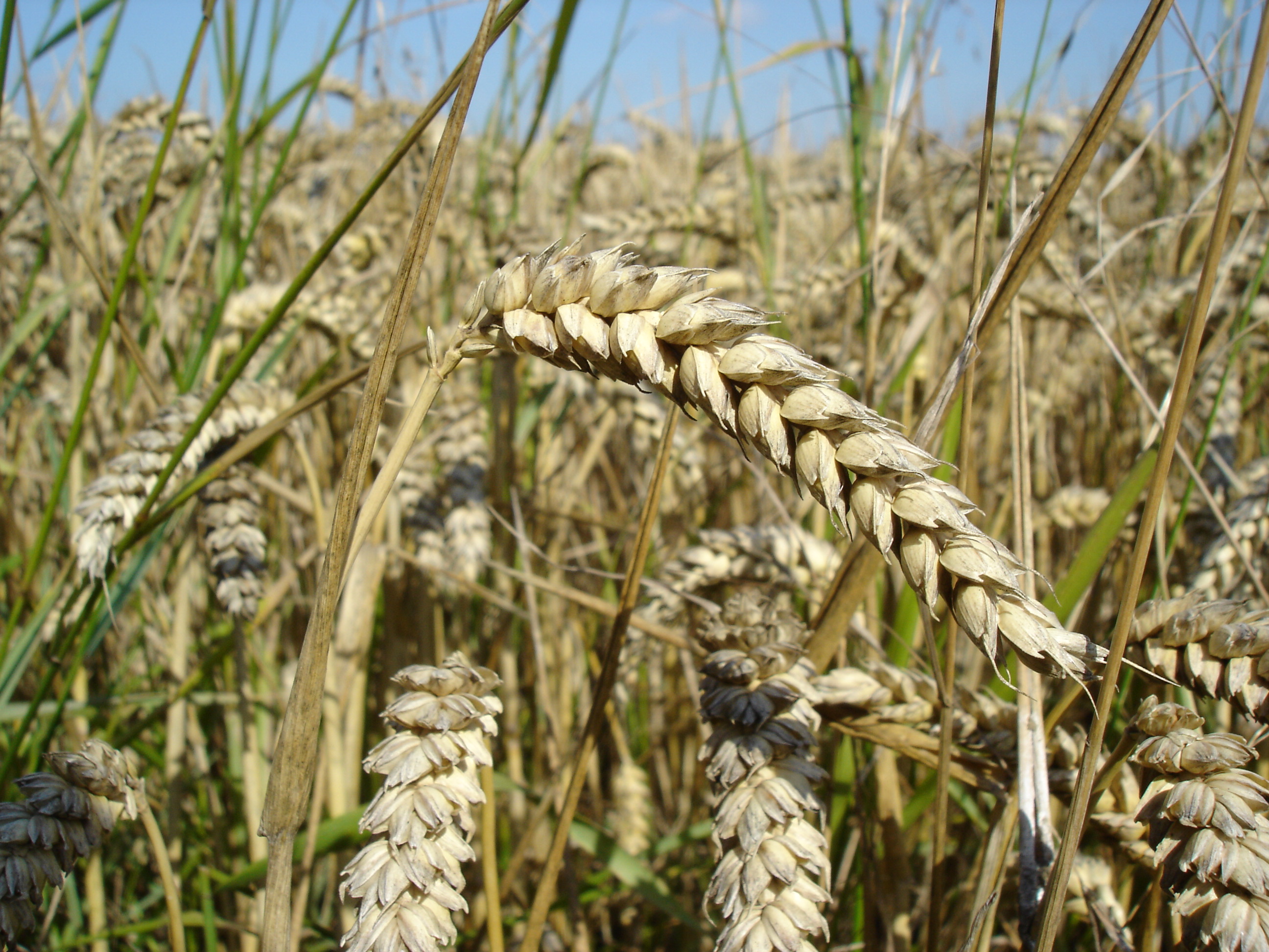 Image of Monocots