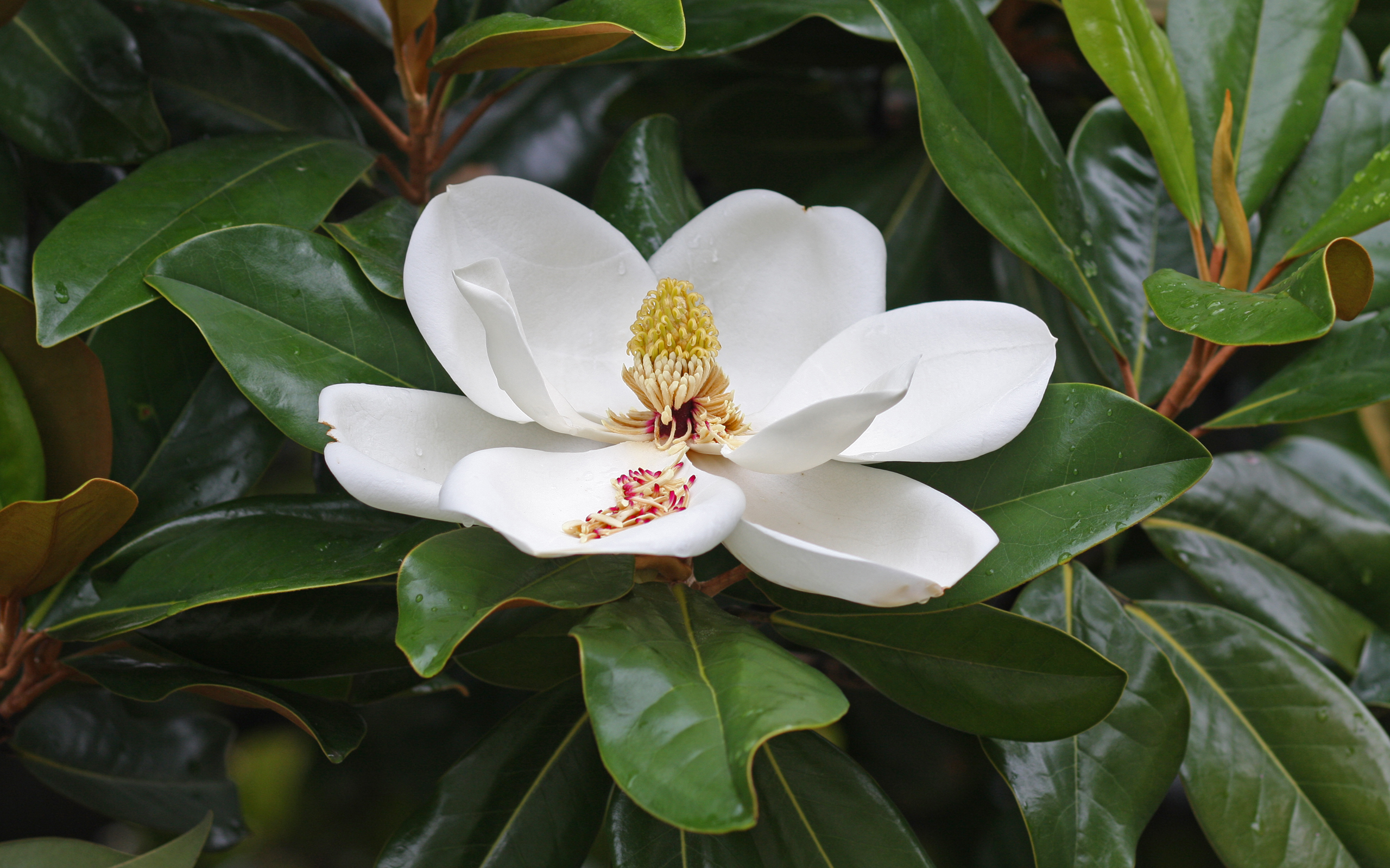 Image of Dicots
