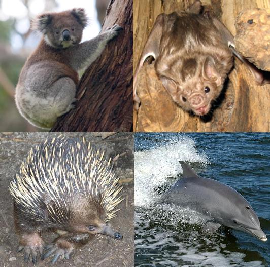 Image of Mammals