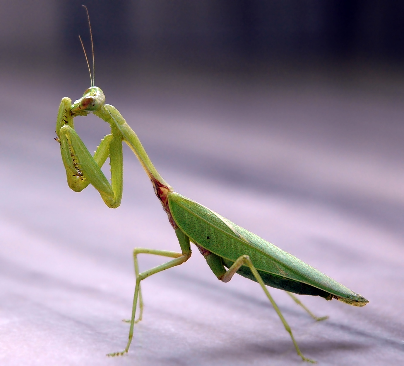 Image of Mantises