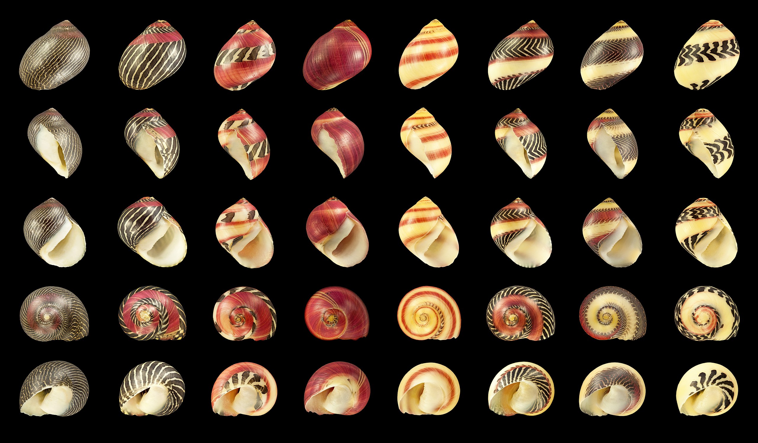 Image of Mollusks