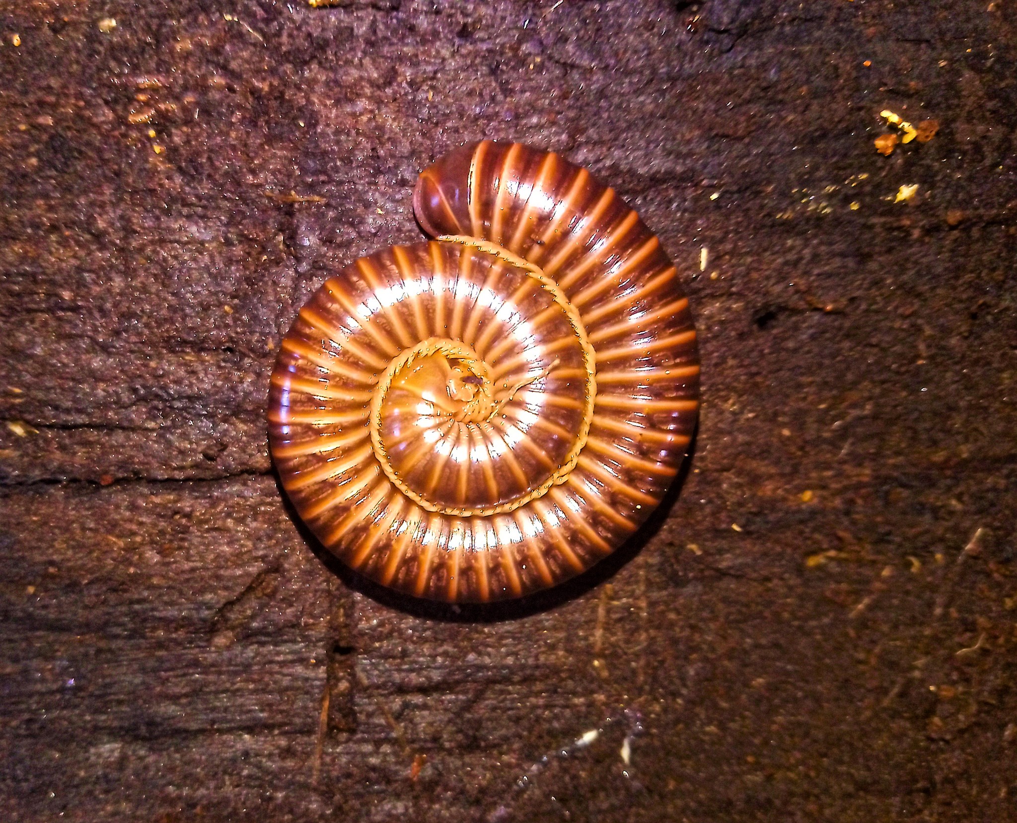 Image of Myriapods