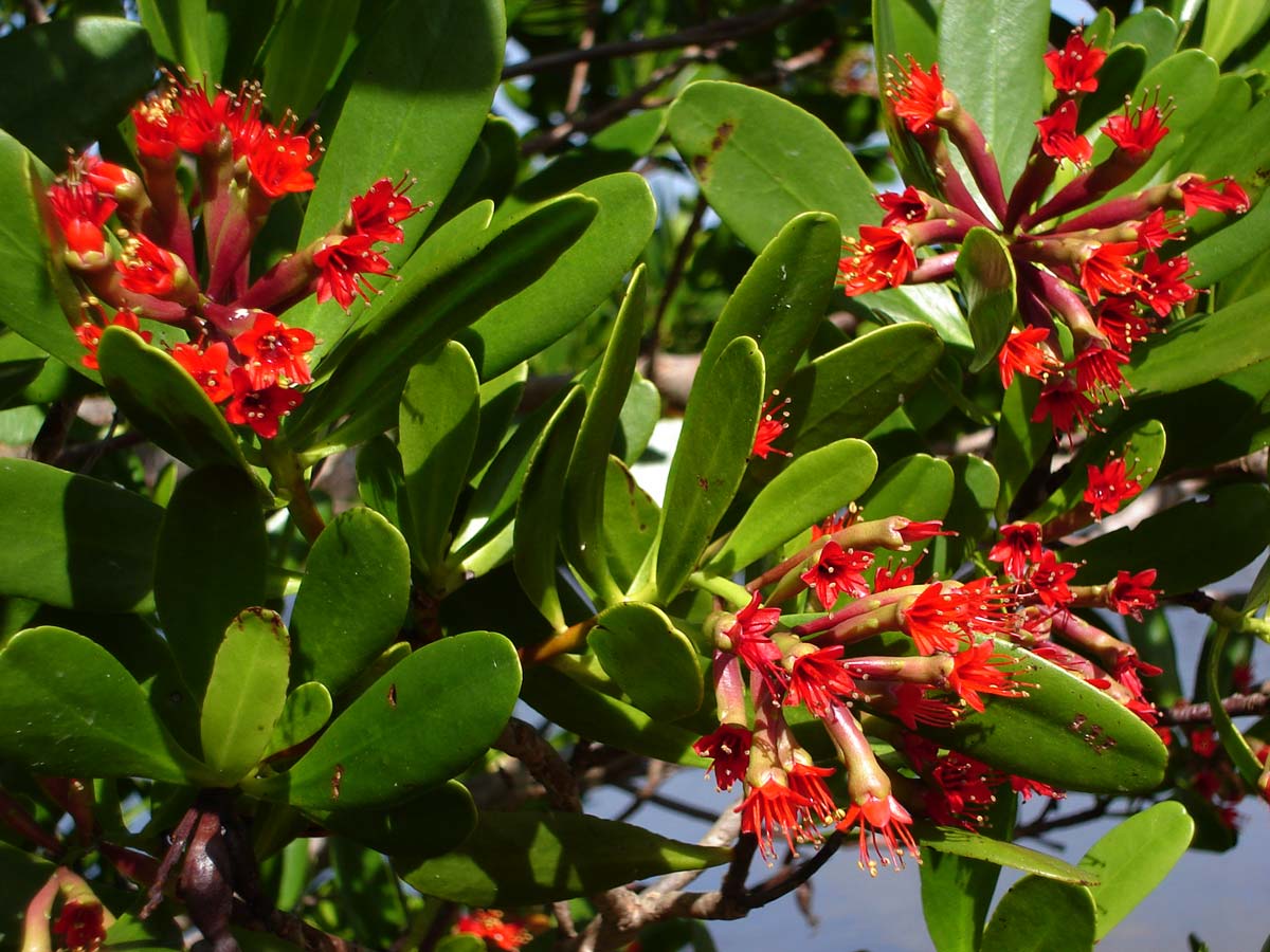 Image of Myrtles, eucalypts, and allies