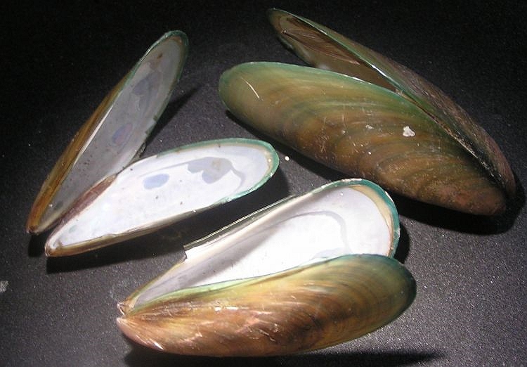 Image of Mussels