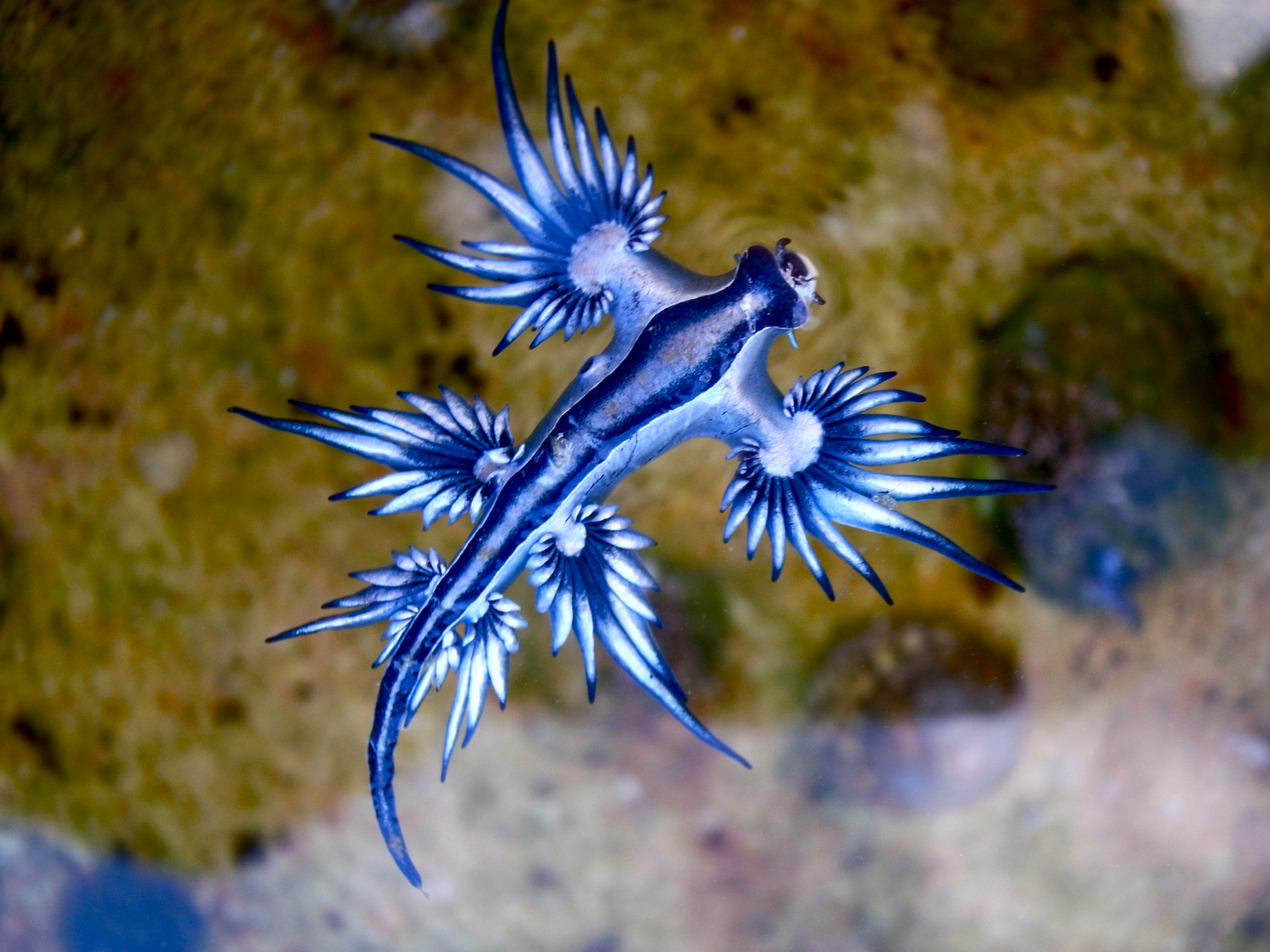 Image of Nudibranchs