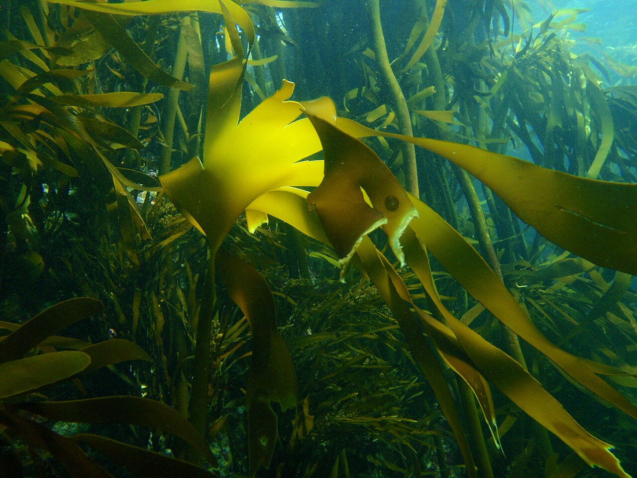 Image of Ochrophytes