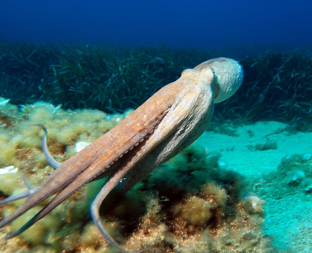 Image of Octopuses