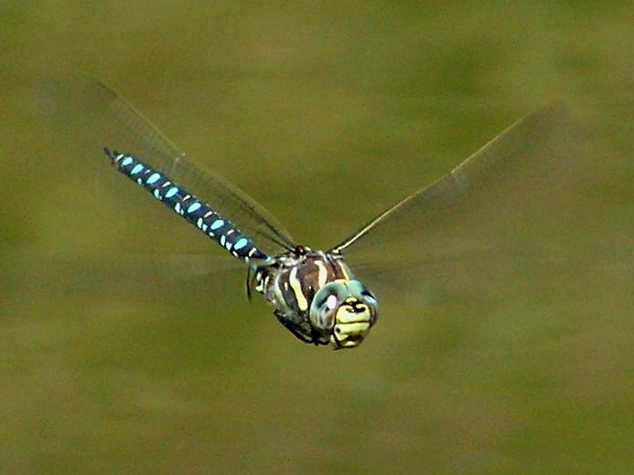 Image of Dragonflies and damselflies