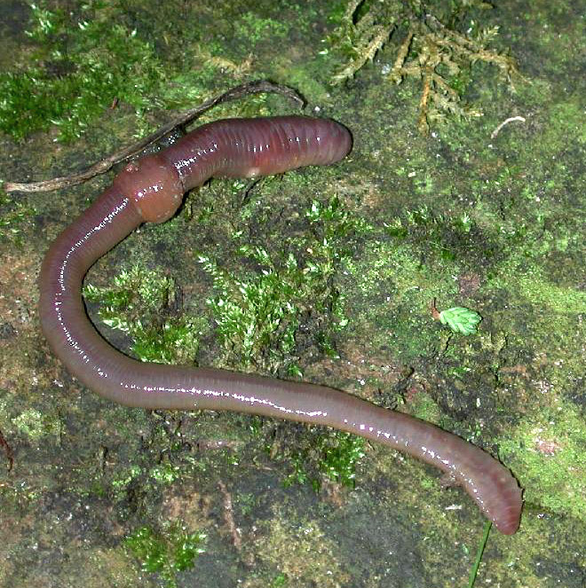 Image of Earthworms