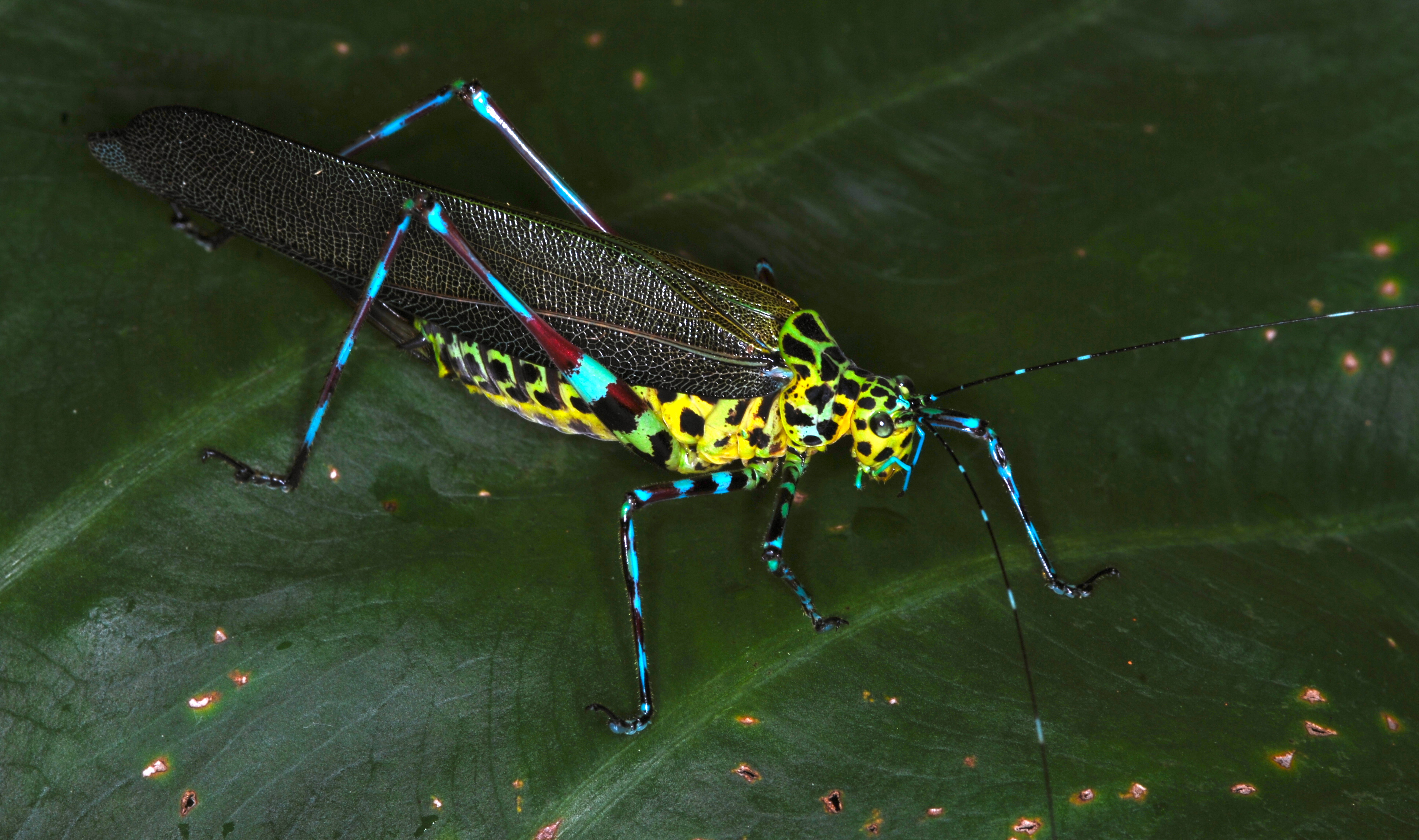Image of Grasshoppers, crickets, and katydids
