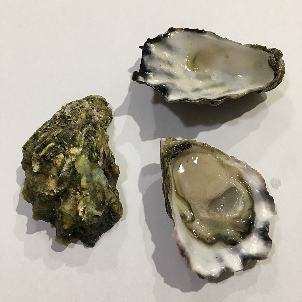 Image of True oysters