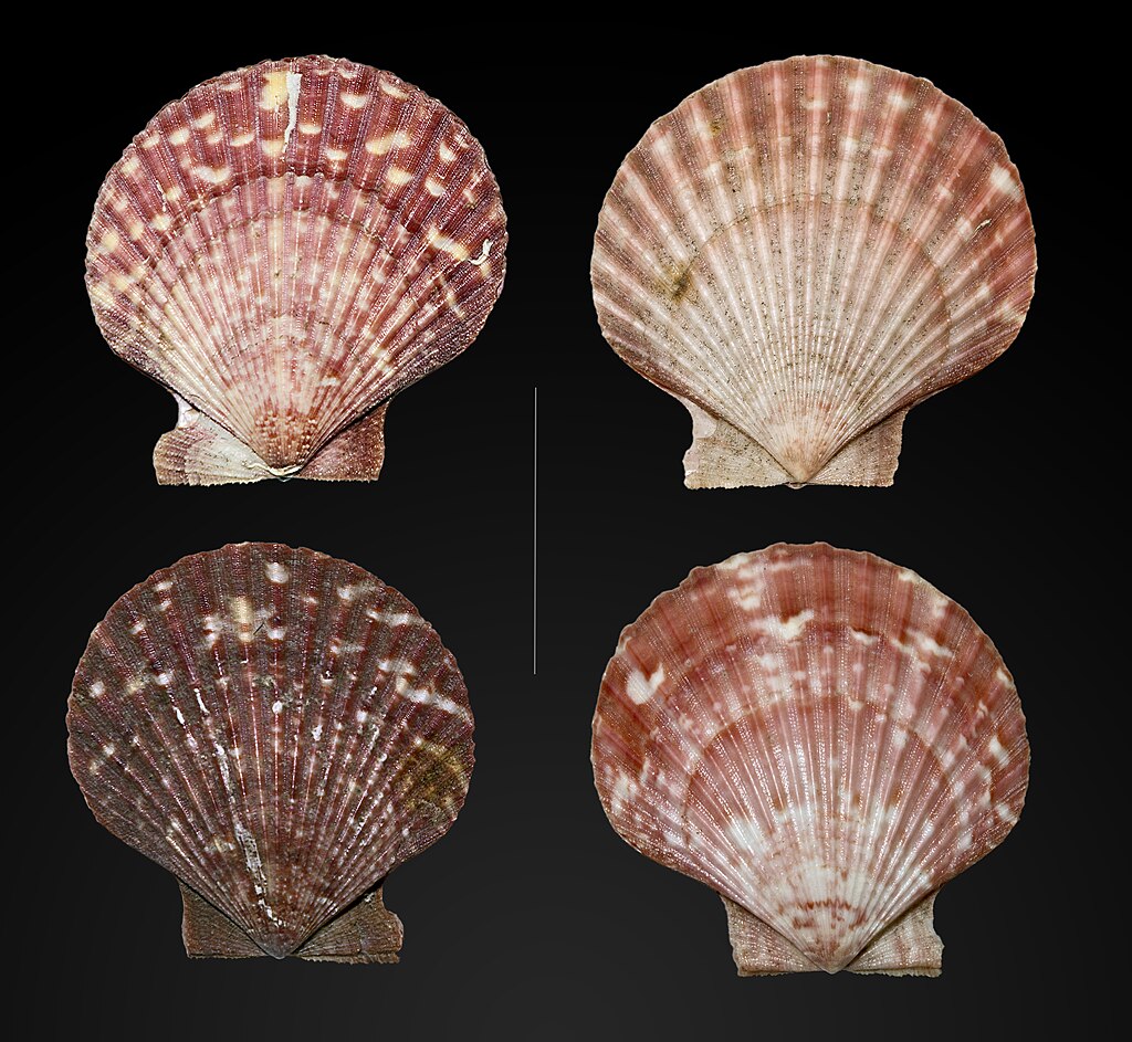 Image of Scallops and allies