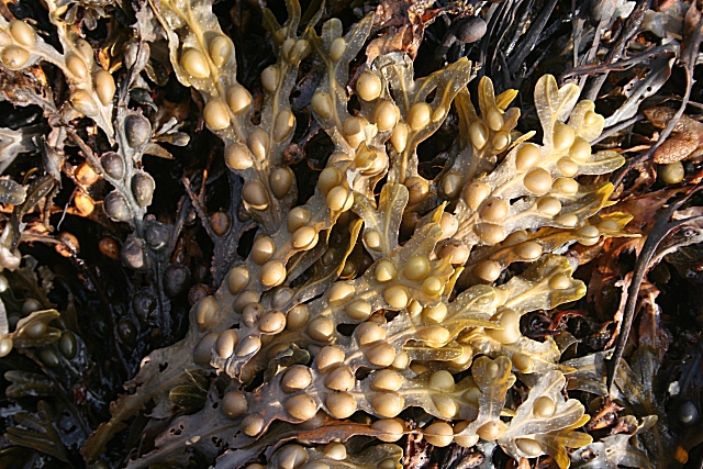 Image of Brown algae