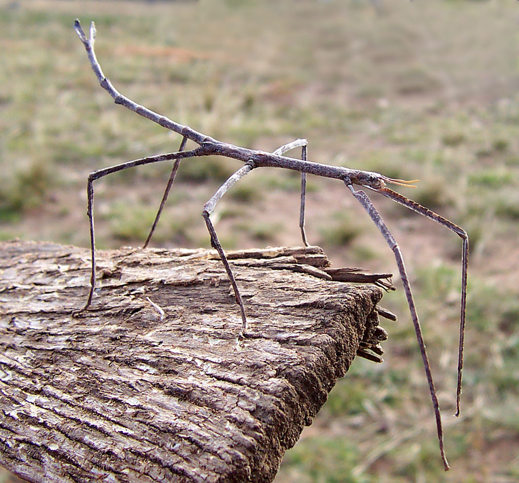 Image of Stick insects