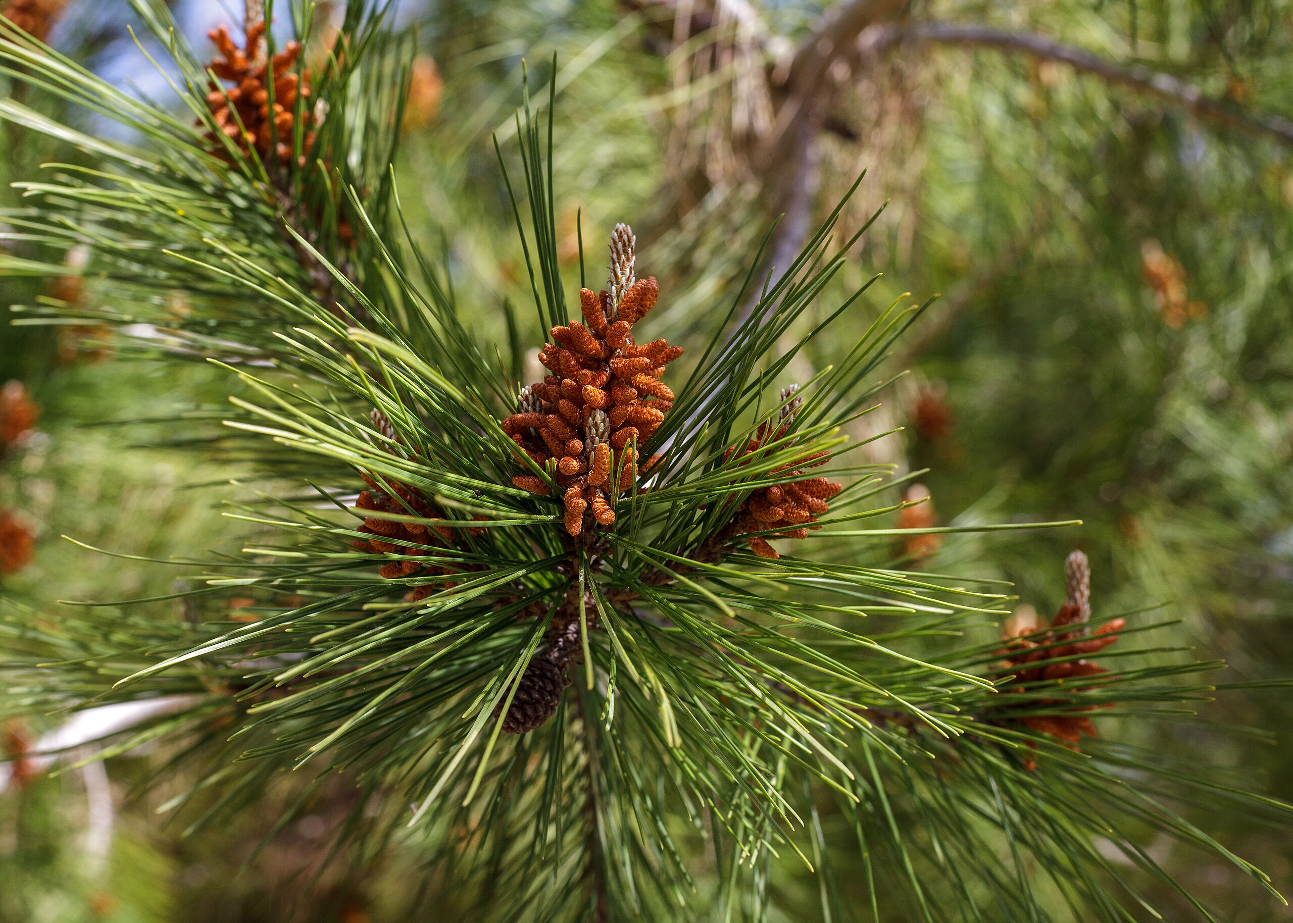Image of Pines and other conifers
