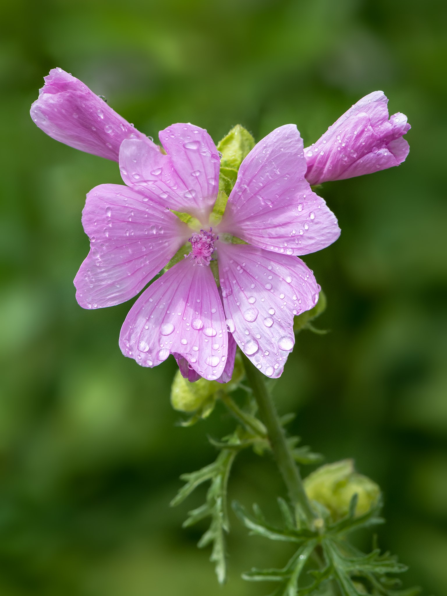 Image of Plants