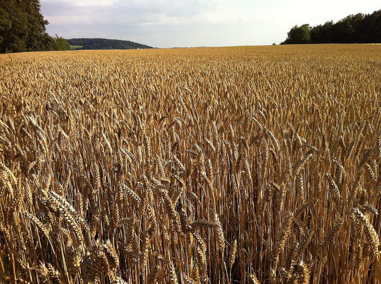 Image of Grasses, sedges, and allies