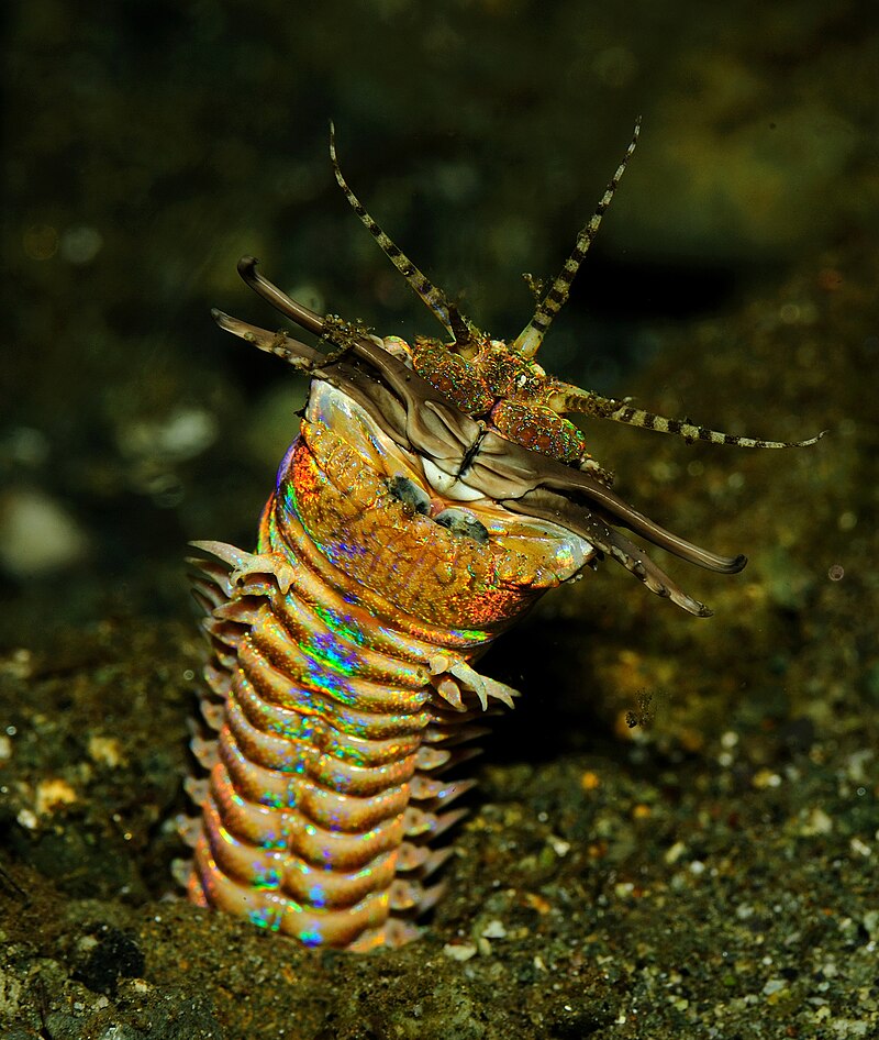 Image of Bristle worms