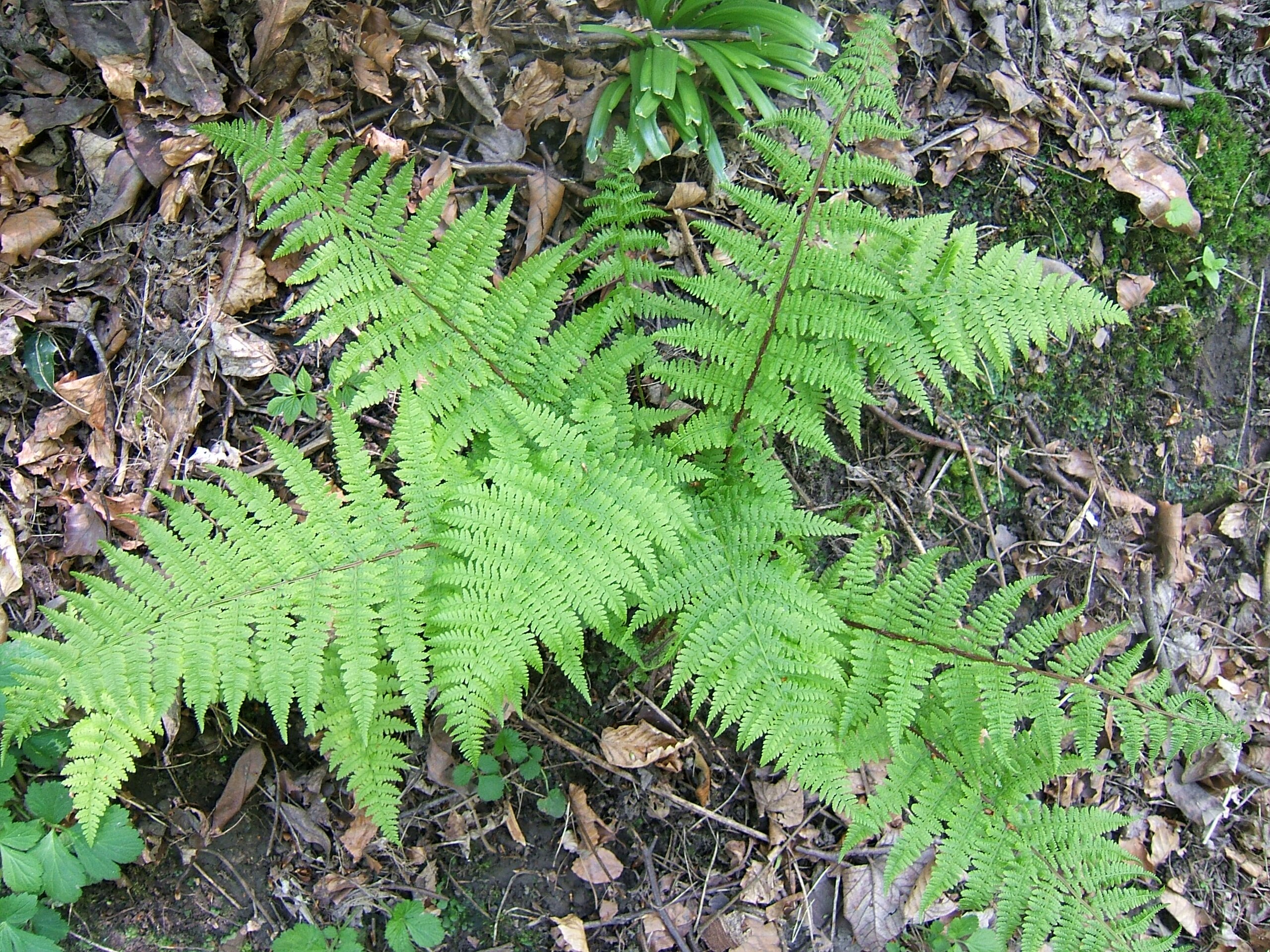 Image of Ferns
