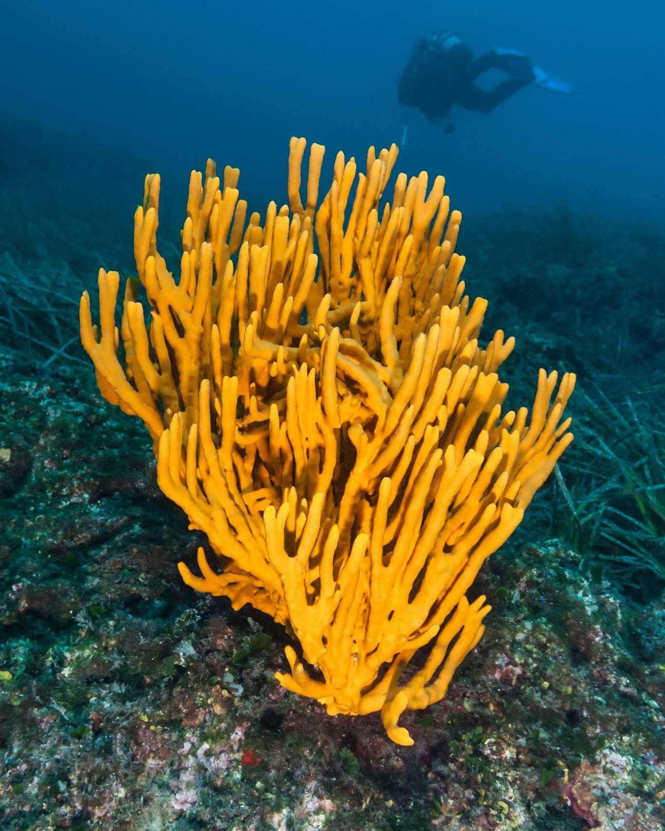Image of Sponges