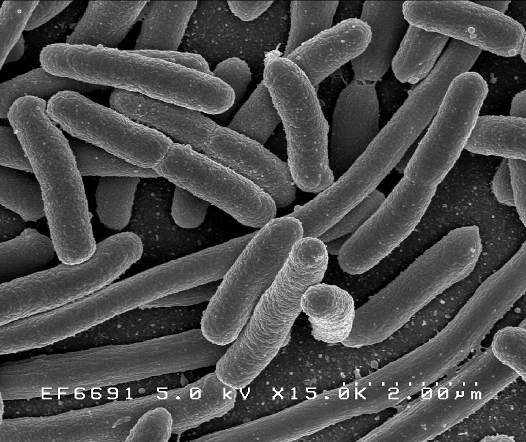 Image of Pseudomonadota