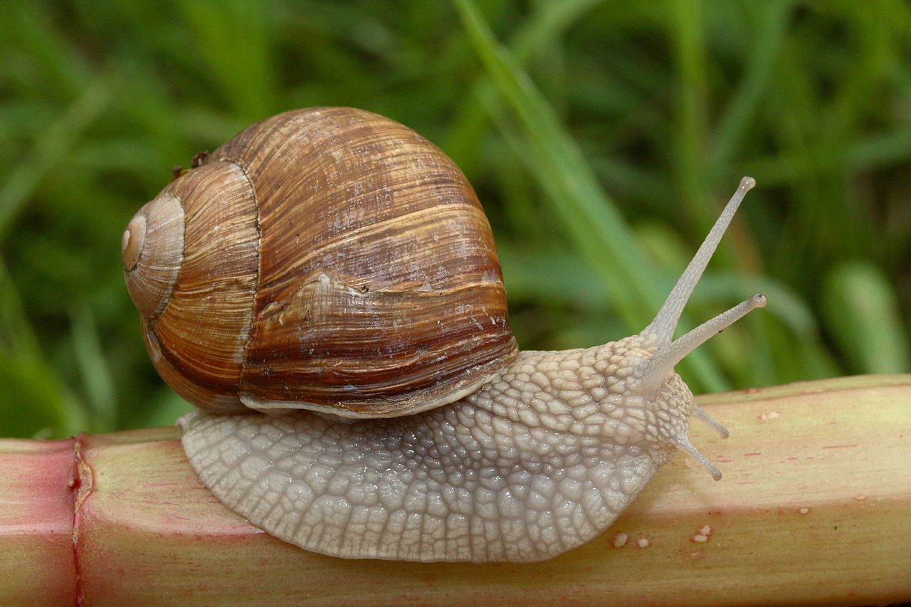 Image of Land snails and slugs