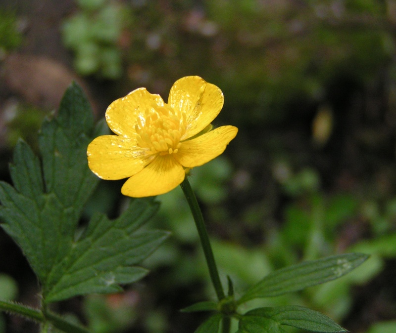 Image of Buttercups, poppies, and allies