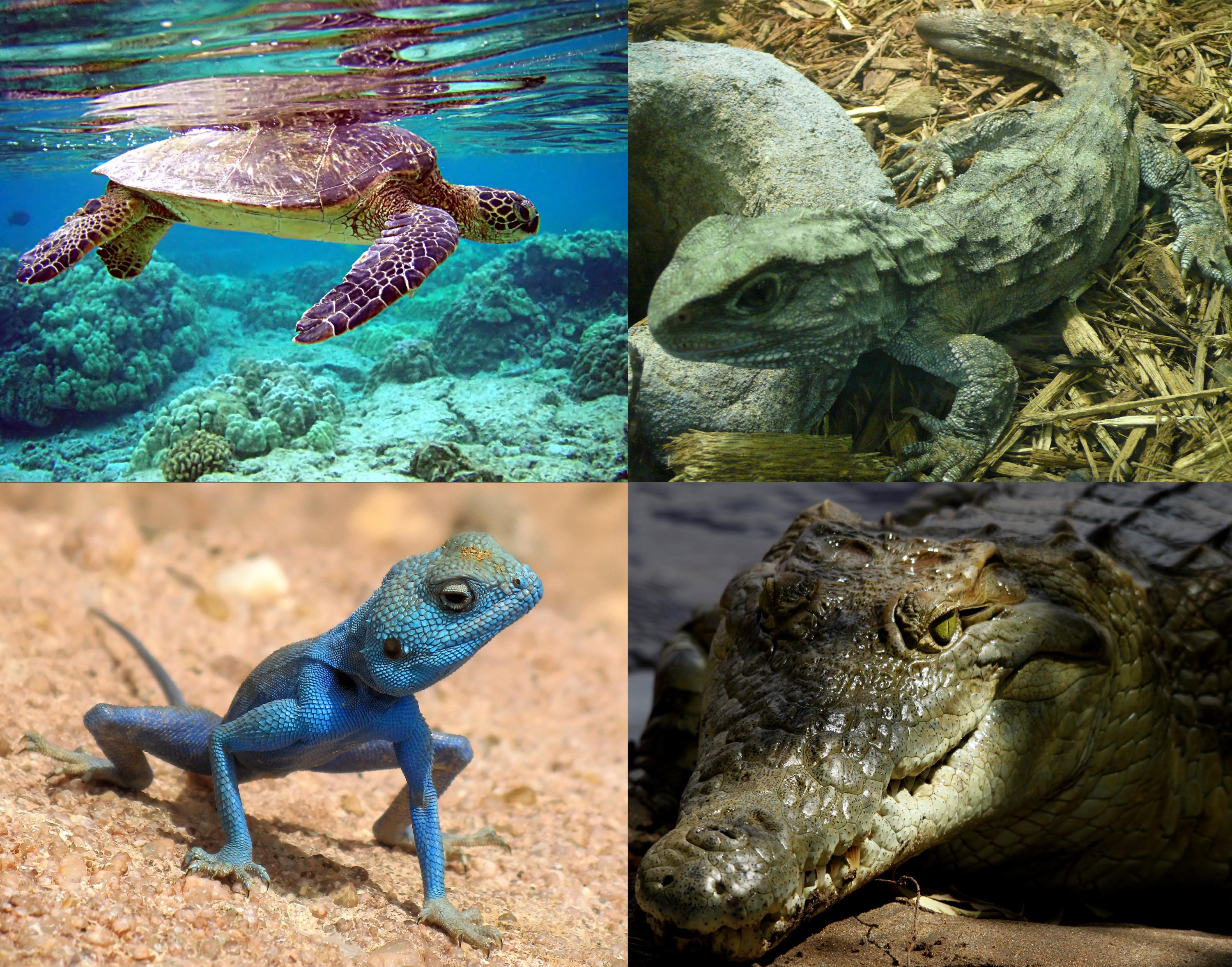 Image of Reptiles