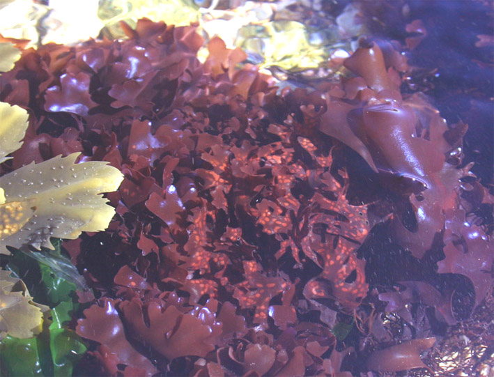 Image of Red algae