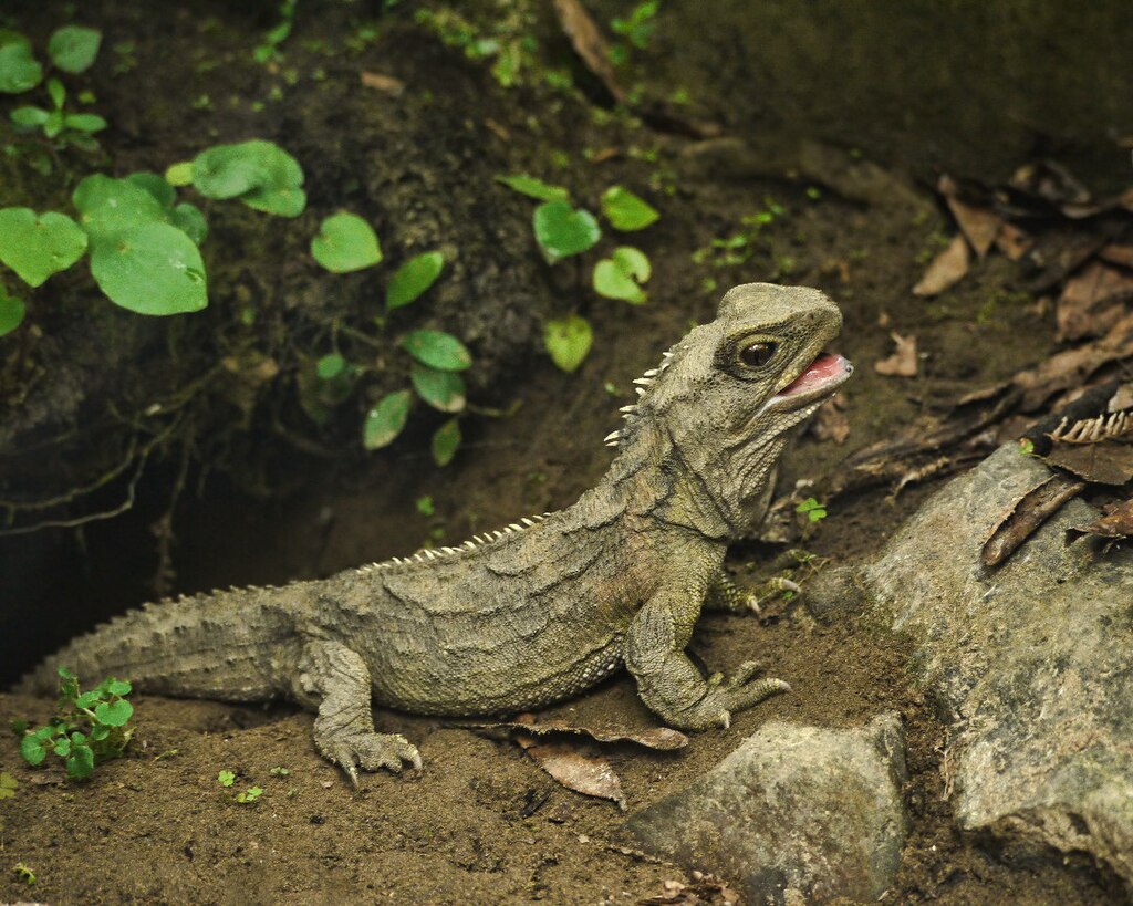 Image of Tuataras