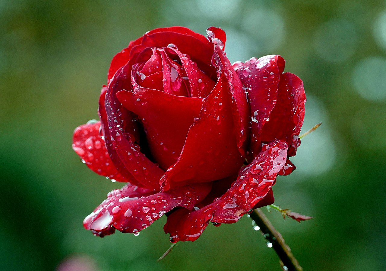 Image of Roses, strawberries, and allies