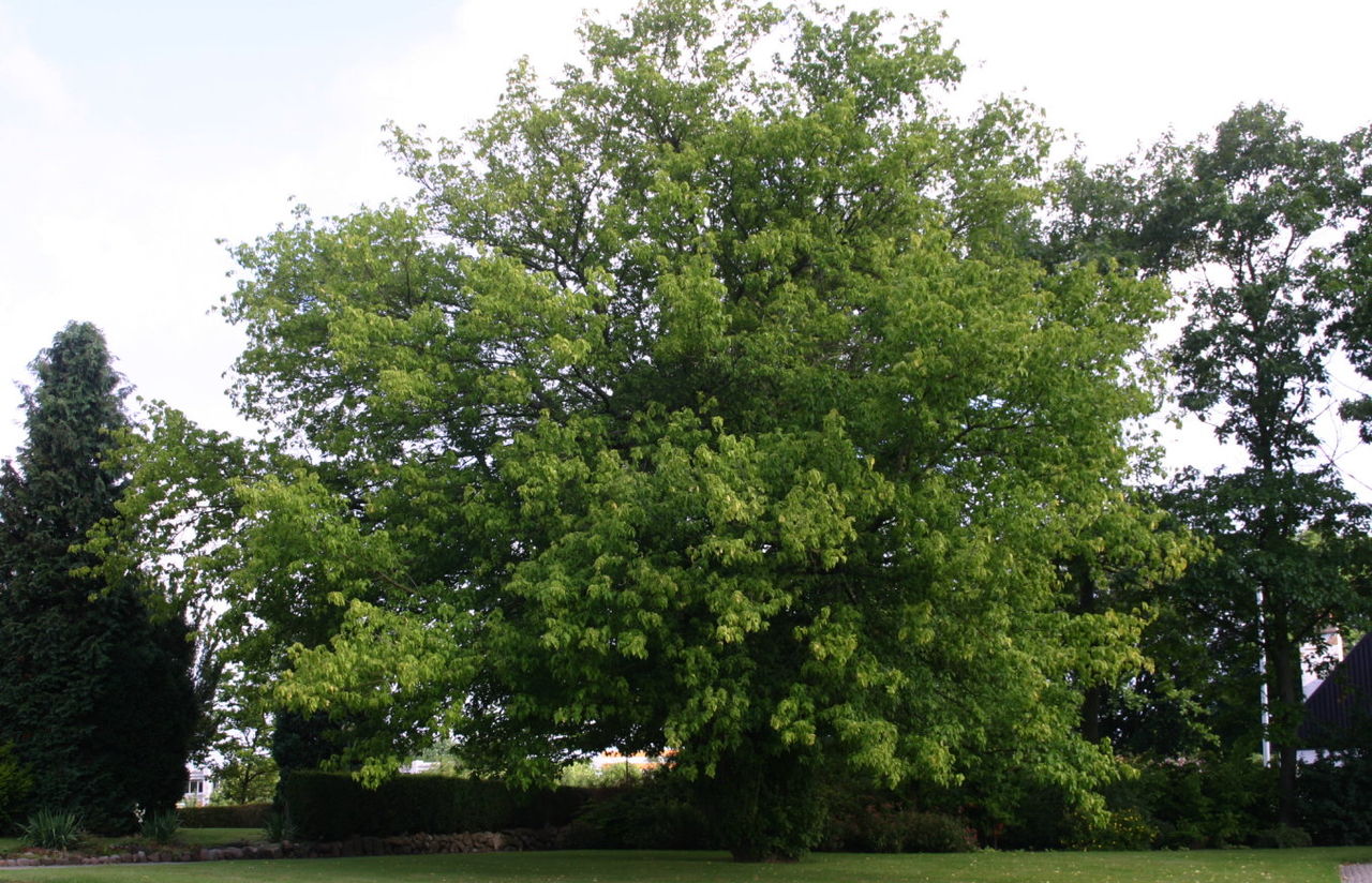 Image of Maples, cashews, and allies