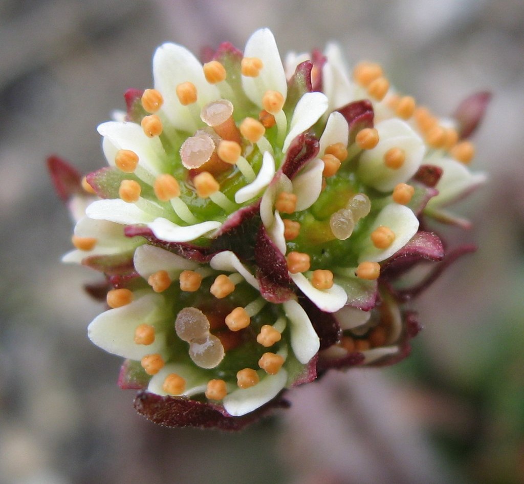 Image of Stonecrops, saxifrages, and allies