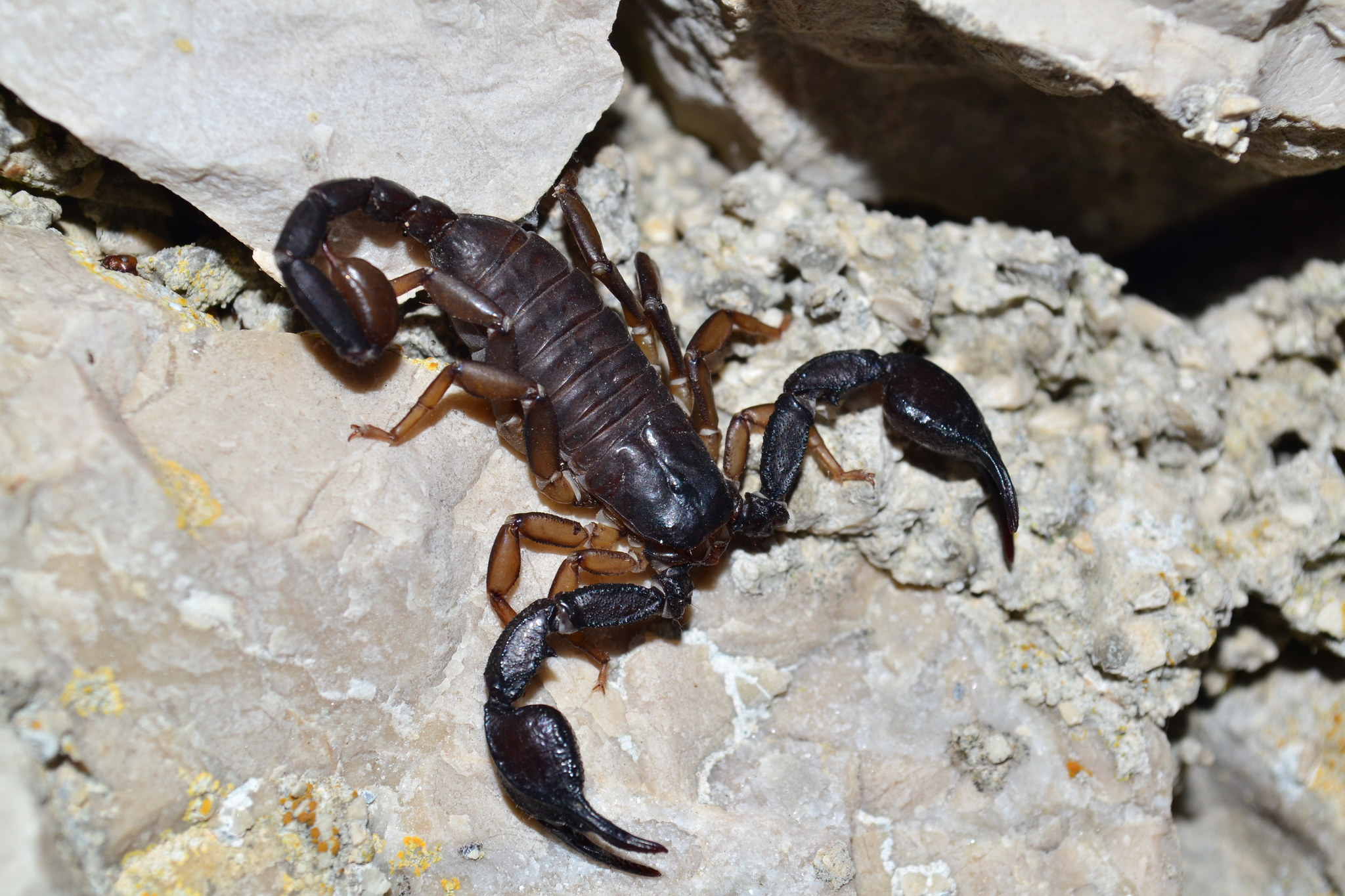 Image of Scorpions