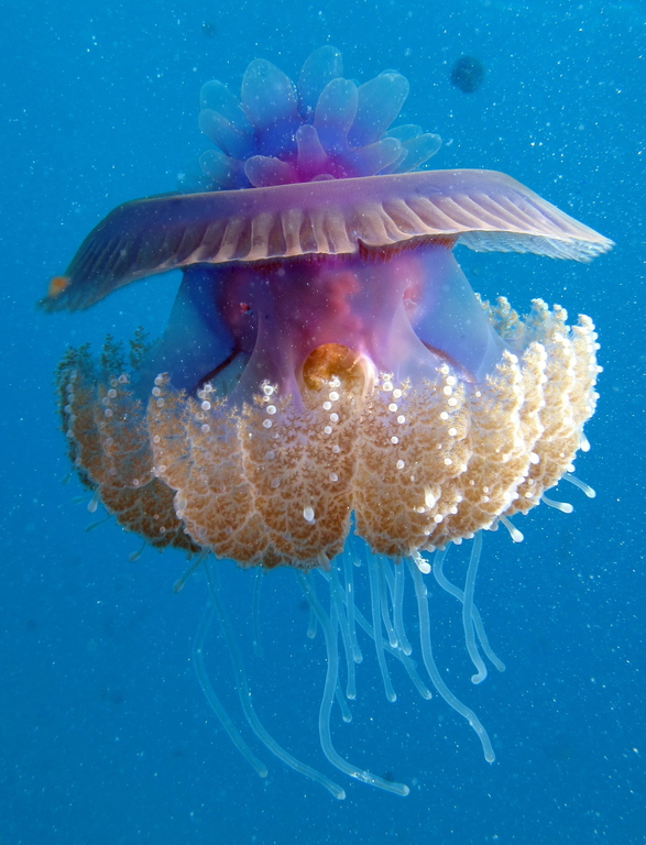 Image of True jellyfish