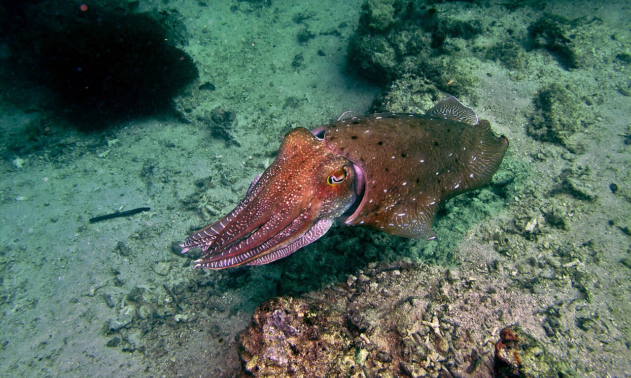 Image of Cuttlefish